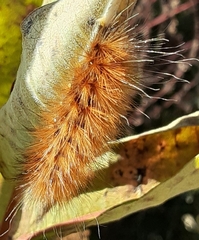 Spilosomina