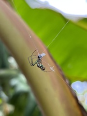 Leucauge