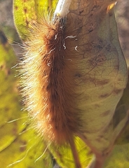Spilosomina