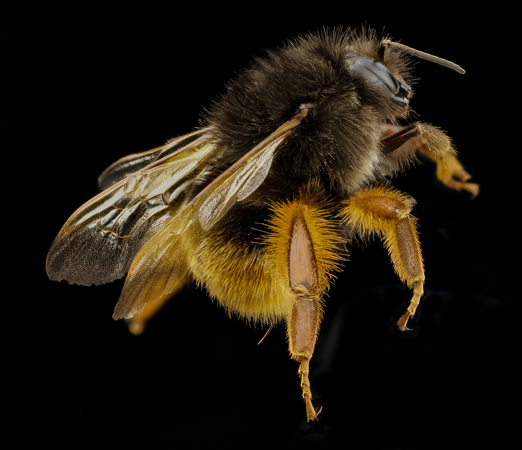 Orange-legged Bumble Bee