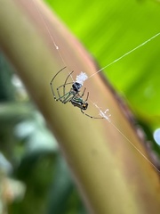 Leucauge