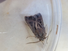 Agrotis gladiaria