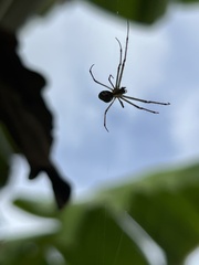 Leucauge