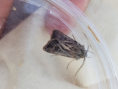 Agrotis gladiaria