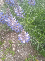 Lupinus multiflorus
