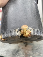Agaricales