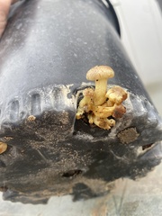 Agaricales