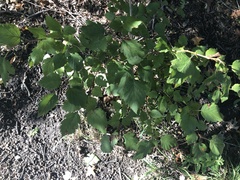 Crataegus phaenopyrum