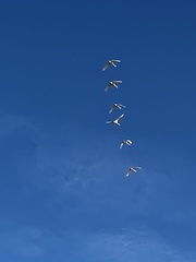 Cygnus columbianus