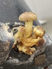 Agaricales