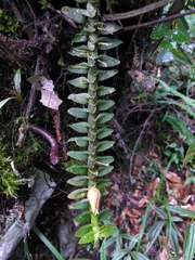 Dichaea