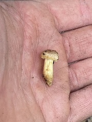 Agaricales