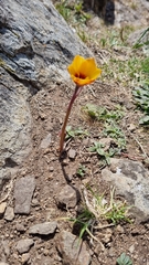 Zephyranthes tubispatha
