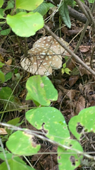 Amanita pantherina