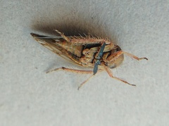 Acinopterus