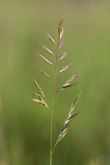 Festuca rupicola