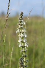 Salvia austriaca