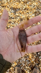 Scyliorhinus canicula