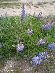 Lupinus multiflorus