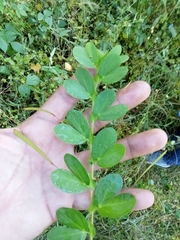 Chamaecrista rotundifolia