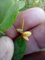 Chamaecrista rotundifolia