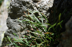Asplenium septentrionale