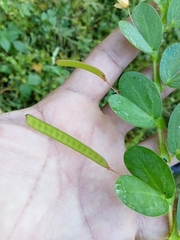 Chamaecrista rotundifolia