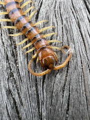 Ethmostigmus rubripes