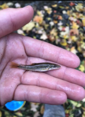 Rhinichthys cataractae