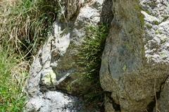 Asplenium septentrionale