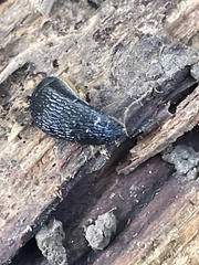 Arion hortensis