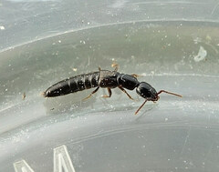 Xantholinus