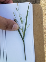 Panicum