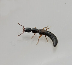 Xantholinus