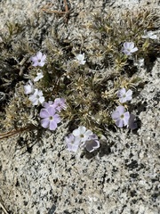 Phlox diffusa