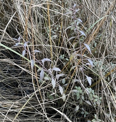 Lycopus laurentianus