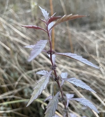 Lycopus laurentianus