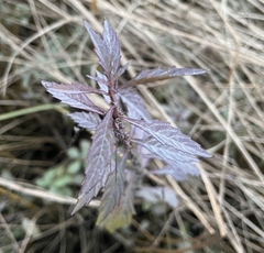 Lycopus laurentianus