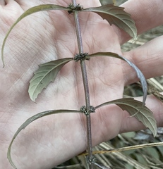 Lycopus laurentianus