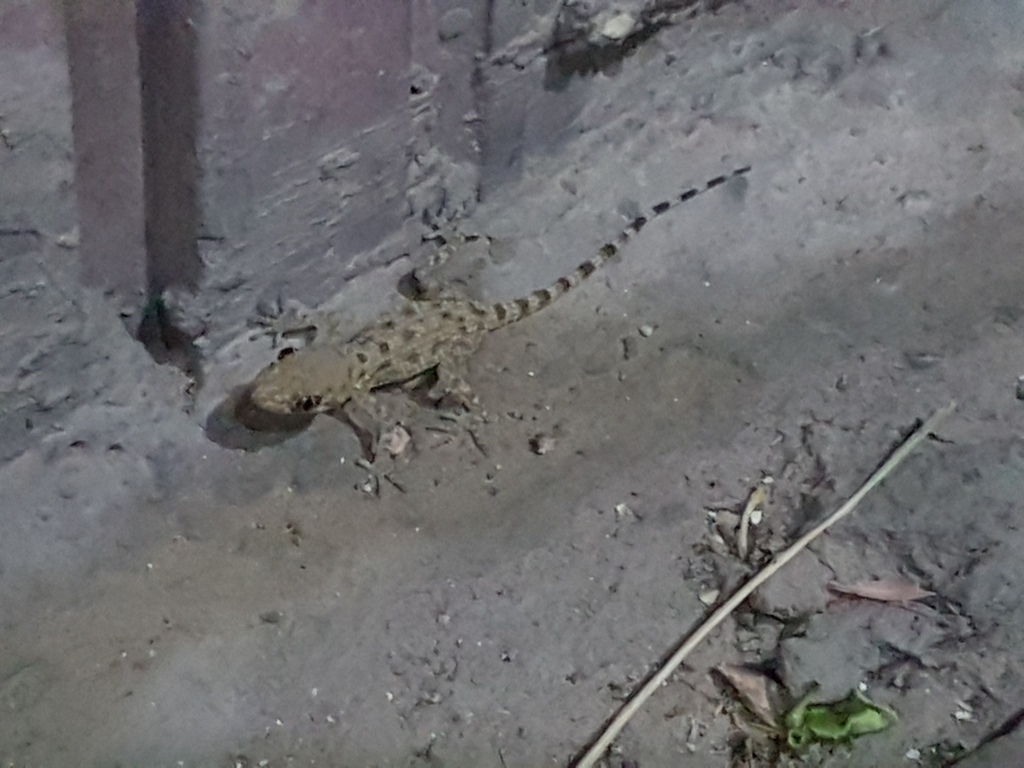 Rough Bent-toed Gecko