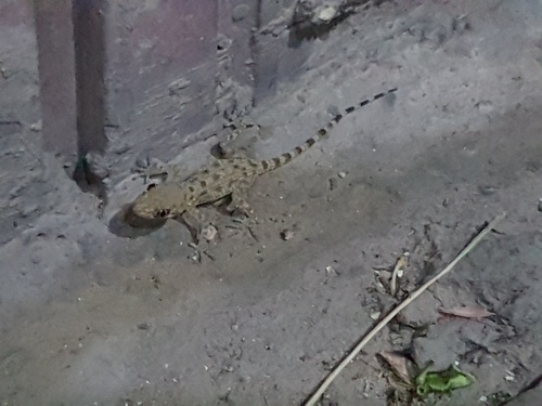 Rough Bent-toed Gecko