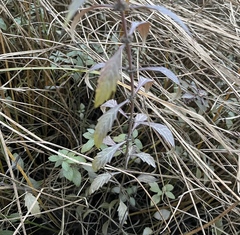 Lycopus laurentianus