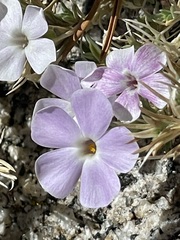 Phlox diffusa