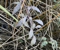 Lycopus laurentianus