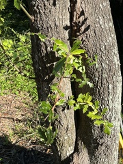 Quercus hemisphaerica
