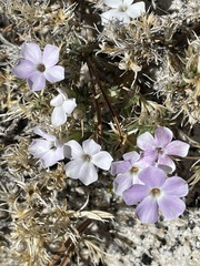 Phlox diffusa