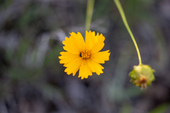 Coreopsis lanceolata