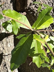 Quercus hemisphaerica