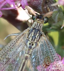 Brachynemurus