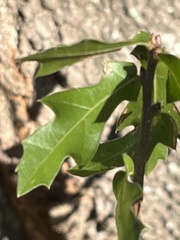 Quercus hemisphaerica